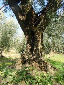 Montescudo - Azienda Agricola Conti Enrico