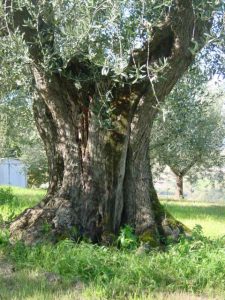 Montescudo - Azienda Agricola Conti Enrico