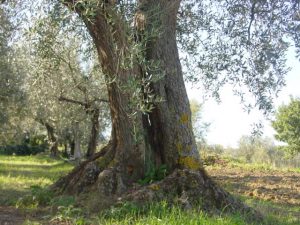 Montescudo - Azienda Agricola Conti Enrico 