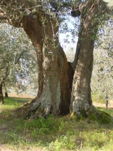 Montescudo - Azienda Agricola Conti Enrico