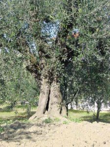 Montescudo - Azienda Agricola Conti Enrico