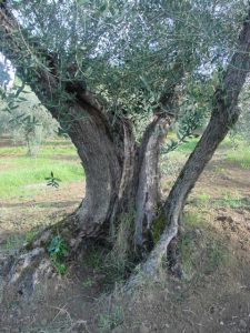 Rimini - Azienda Agricola Gabrielli Venerina 