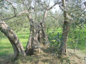 Poggio Berni - Azienda Agricola Barducci Giuliano 