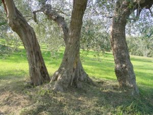 Poggio Berni - Azienda Agricola Barducci Giuliano 