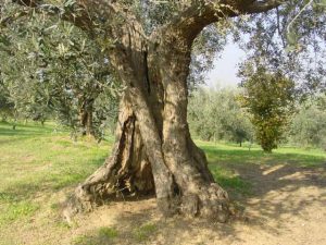 Poggio Berni - Azienda Agricola Barducci Giuliano 