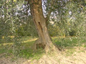 Longiano - Azienda Agricola Baldazzi Denis 