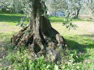 Montescudo - Azienda Agricola Conti Enrico 