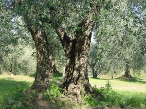 Montescudo - Azienda Agricola Conti Enrico