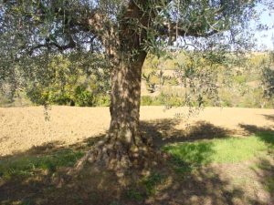 Montescudo - Azienda Agricola Conti Enrico 