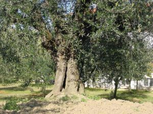 Montescudo - Azienda Agricola Conti Enrico