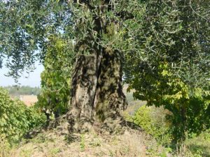 Montescudo - Azienda Agricola Conti Enrico 