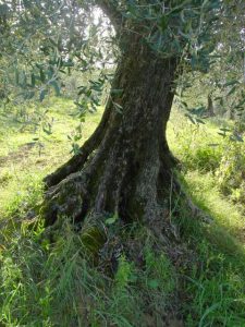 Rimini - Azienda Agricola Gabrielli Venerina