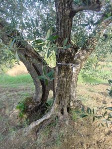 Rimini - Azienda Agricola Gabrielli Venerina 