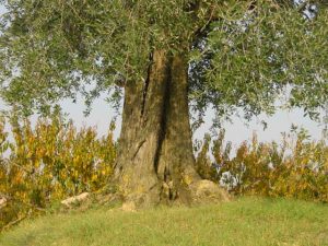 Longiano - Azienda Agricola Baldazzi Denis Longiano - Azienda Agricola Baldazzi Denis 