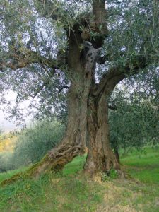 Roncofreddo - Azienda Agricola Baldiserri Davide