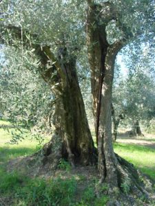 Montescudo - Azienda Agricola Conti Enrico 