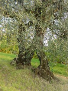 Roncofreddo - Azienda Agricola Baldiserri Davide