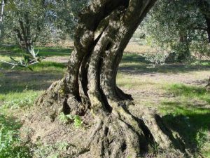 Montescudo - Azienda Agricola Conti Enrico 