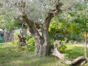 Longiano - Azienda Agricola Brigliadori Pietro