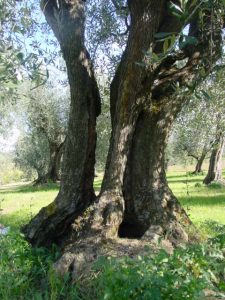 Montescudo - Azienda Agricola Conti Enrico