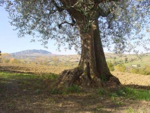 Montescudo - Azienda Agricola Conti Enrico 