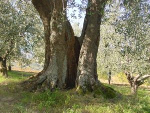 Montescudo - Azienda Agricola Conti Enrico