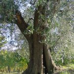 Montescudo - Azienda Agricola Conti Enrico