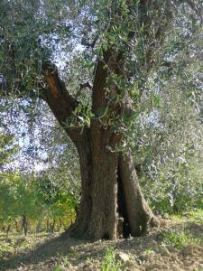 Montescudo - Azienda Agricola Conti Enrico 