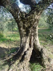 Rimini - Azienda Agricola Gabrielli Venerina 