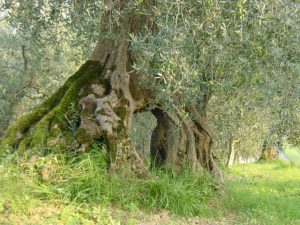 Roncofreddo - Azienda Agricola Baldiserri Davide 