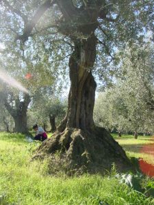 Montescudo - Azienda Agricola Conti Enrico 