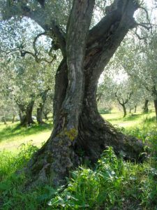 Montescudo - Azienda Agricola Conti Enrico