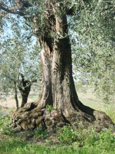 Montescudo - Azienda Agricola Conti Enrico 