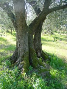 Montescudo - Azienda Agricola Conti Enrico