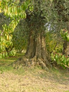 Longiano - Azienda Agricola Baldazzi Denis 