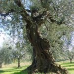 Montescudo - Azienda Agricola Conti Enrico