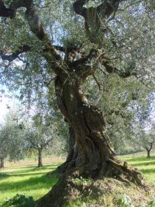 Montescudo - Azienda Agricola Conti Enrico 