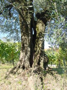 Montescudo - Azienda Agricola Conti Enrico 