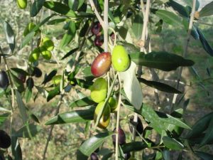 Rimini - Azienda Agricola Gabrielli Venerina 