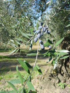 Montescudo - Azienda Agricola Conti Enrico 