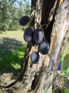 Montescudo - Azienda Agricola Conti Enrico 