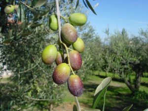 Montescudo - Azienda Agricola Conti Enrico