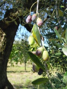 Montescudo - Azienda Agricola Conti Enrico