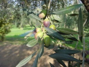 Poggio Berni - Azienda Agricola Barducci Giuliano