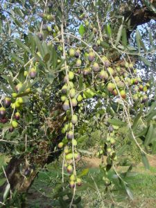 Rimini - Azienda Agricola Gabrielli Venerina 