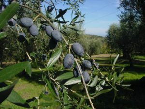 Montescudo - Azienda Agricola Conti Enrico 