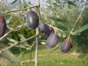 Longiano - Azienda Agricola Baldazzi Denis