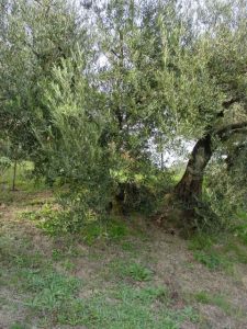 Brisighella - Azienda Agricola Tedioli Luigi 