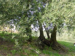 Brisighella - Azienda Agricola Tedioli Luigi 