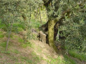 Brisighella - Azienda Agricola Tedioli Luigi 